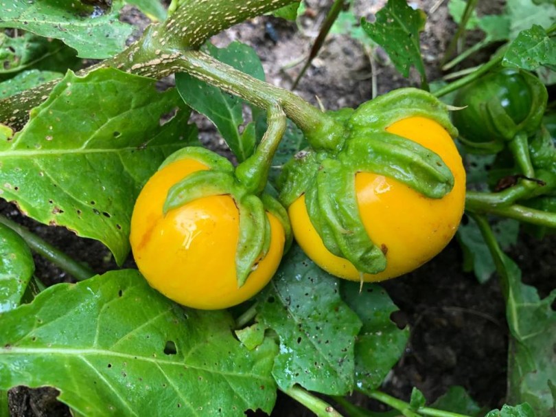 Gboma Sika padlizsán - Togo-i levélpadlizsán tájfajta, Solanum macrocarpon, padlizsán